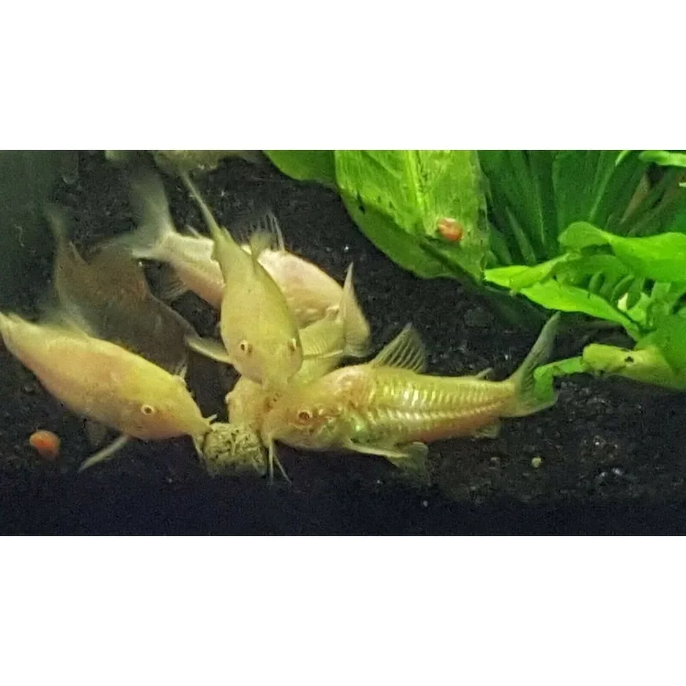 4 Oz. AquaStab L Premium Food Pellets for all Tropical Fish by Simply Green